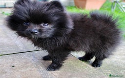 Pomeranian dogs for sale: Champion Russian Bloodlines Boy Pomeranian  - Image 5