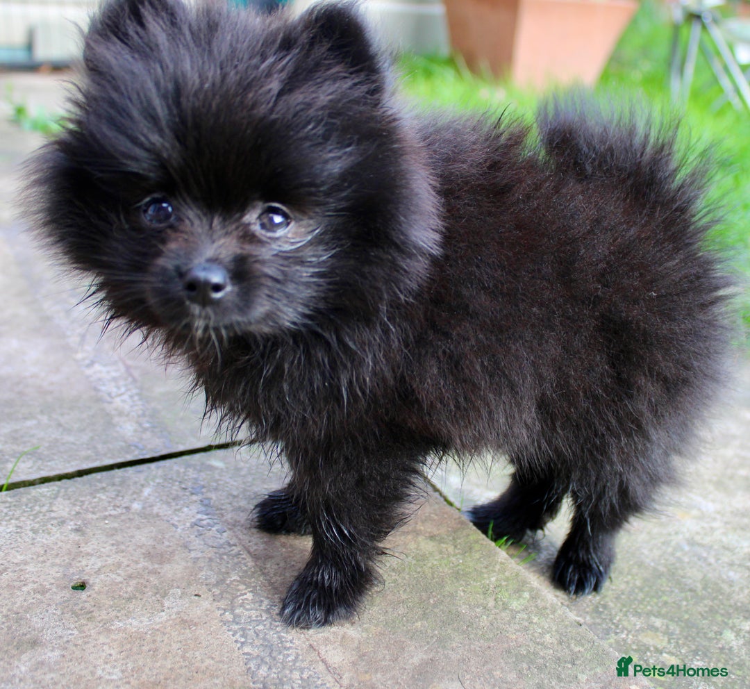 Pomeranian dogs for sale: Champion Russian Bloodlines Boy Pomeranian  - Image 5