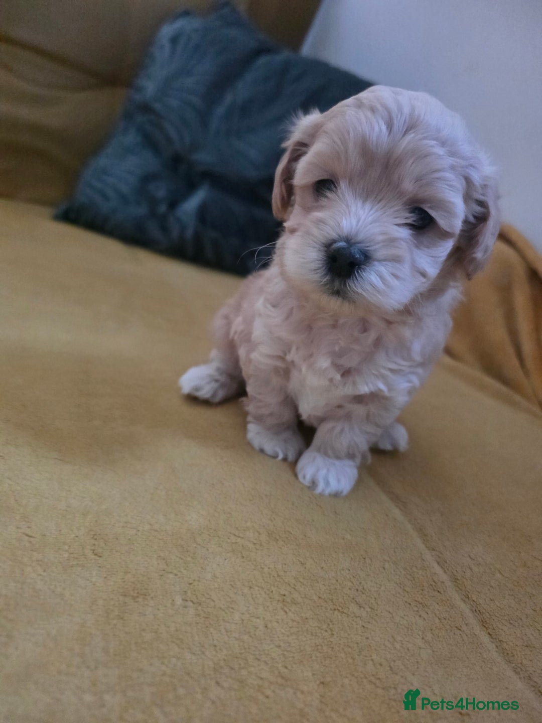 Maltipoo dogs for sale: F1 Maltipoo for sale  - Advert 6