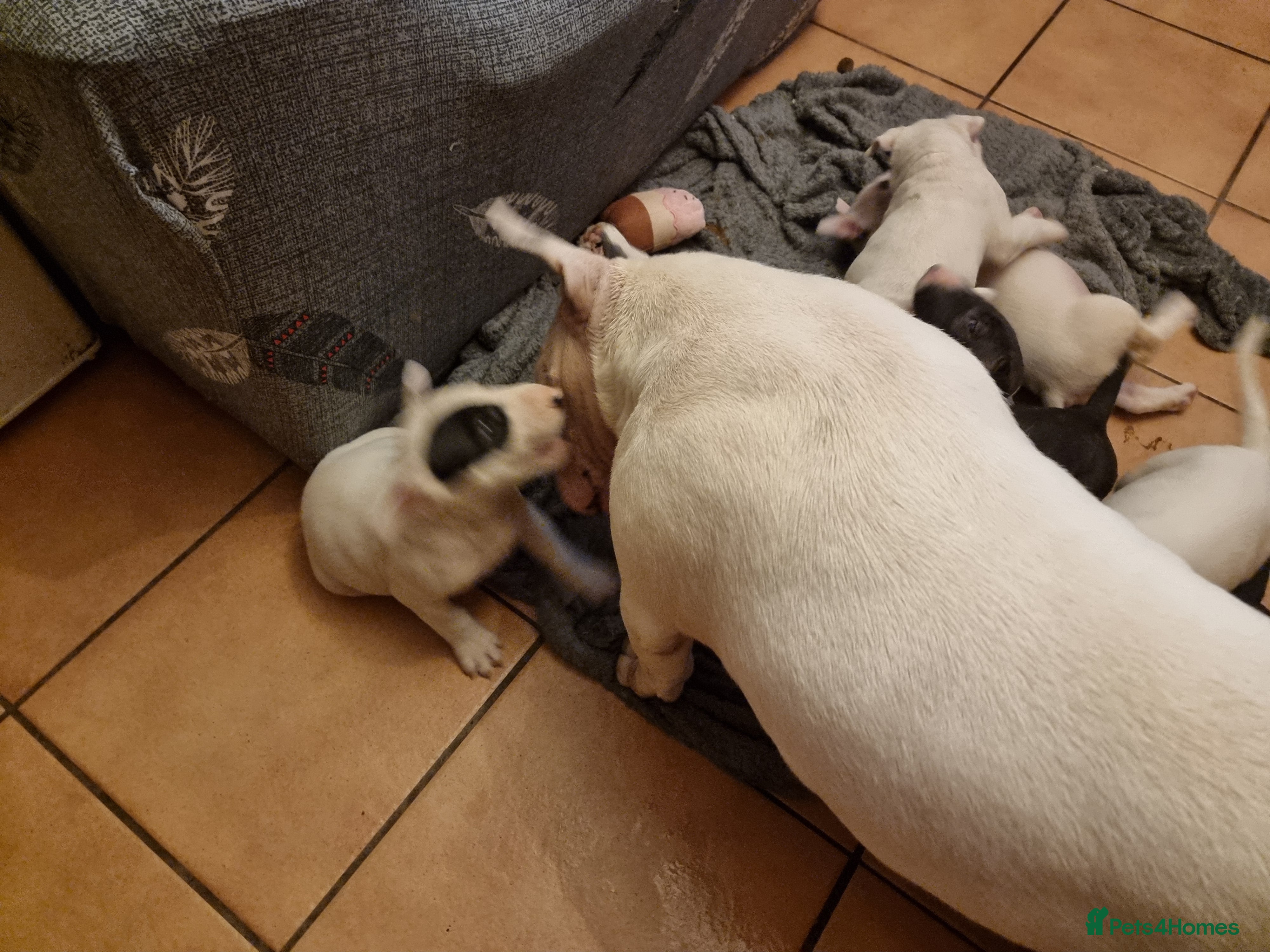 Bull Terrier dogs Bullterrier pups  - Advert 1