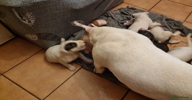 Bull Terrier dogs - Advert 12