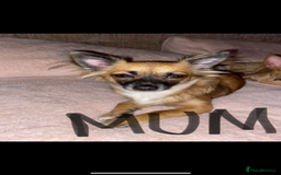 Mixed Breed dogs for sale: Three Pomeranian Chihuahua  - Image 3