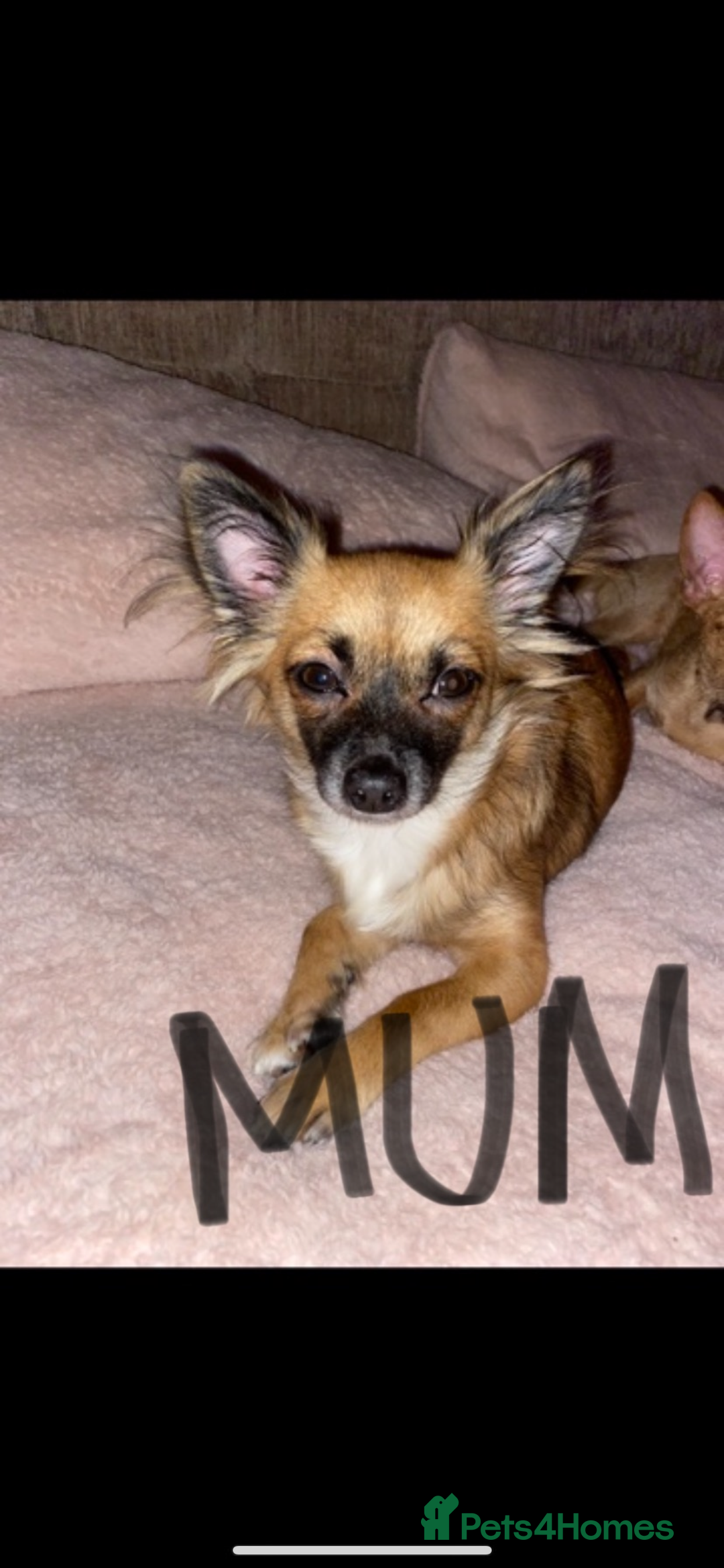 Mixed Breed dogs for sale: Three Pomeranian Chihuahua  - Image 3