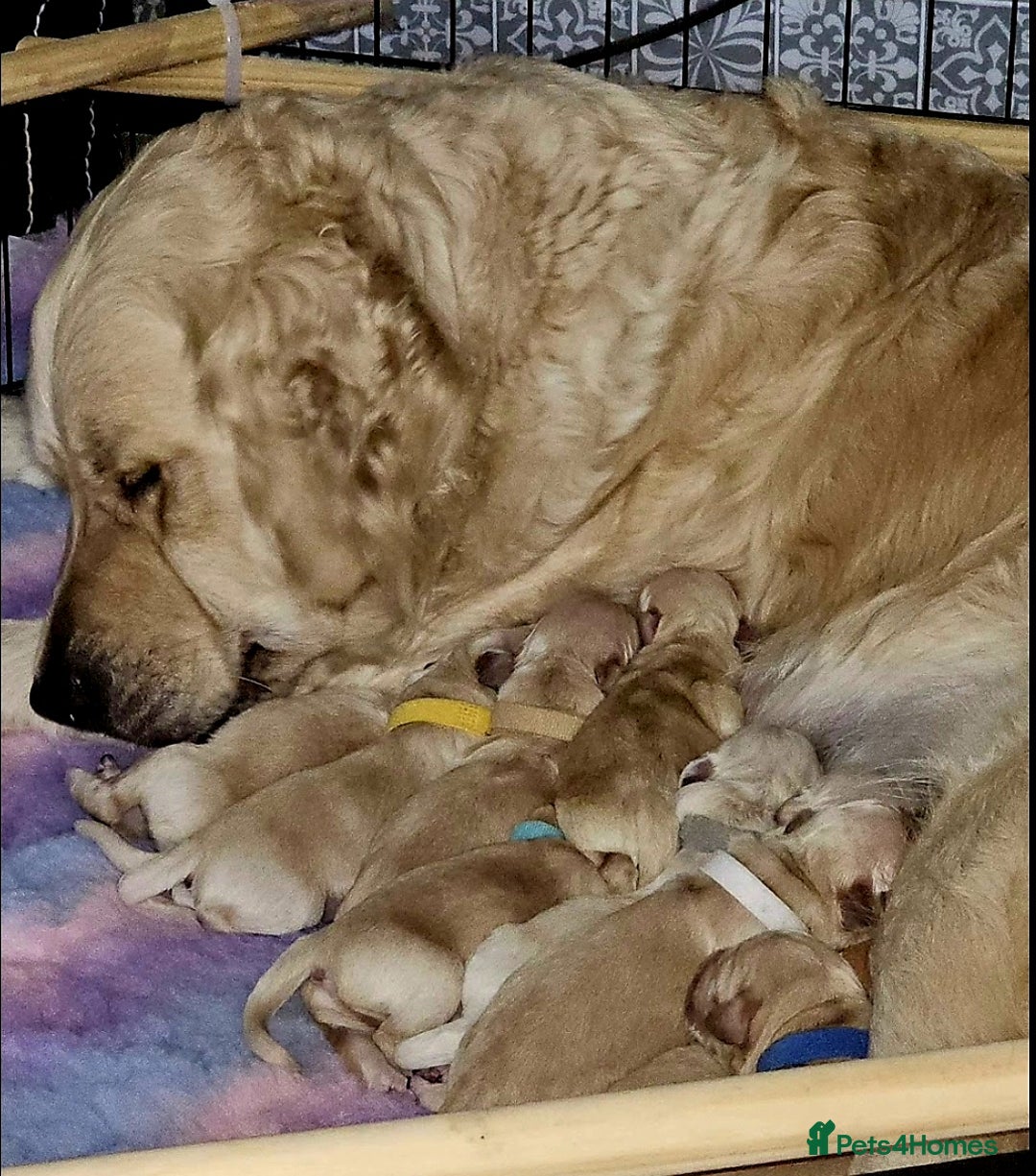 Golden Retriever dogs for sale: 🐕‍🦺Beautiful Pedigree Golden Retriever Puppies🦮 - Image 34
