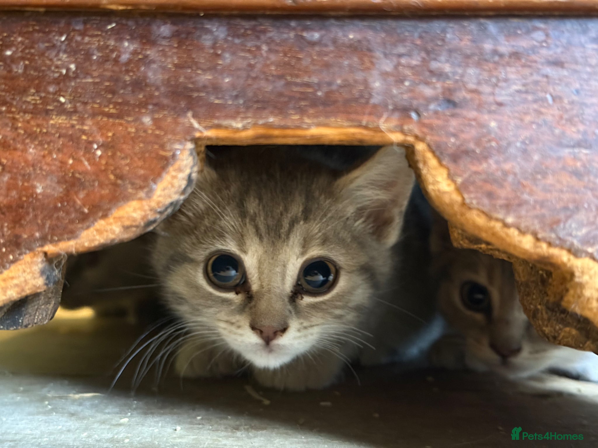 Bengal cats 2 Beautiful Blue Bengal Kittens - Advert 2