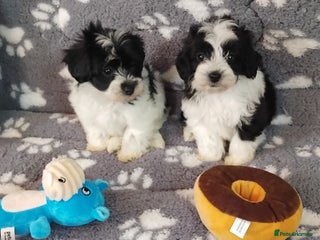 Maltipoo dogs - Advert 4
