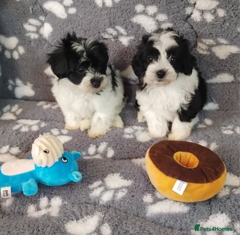 Maltipoo dogs - Advert 1
