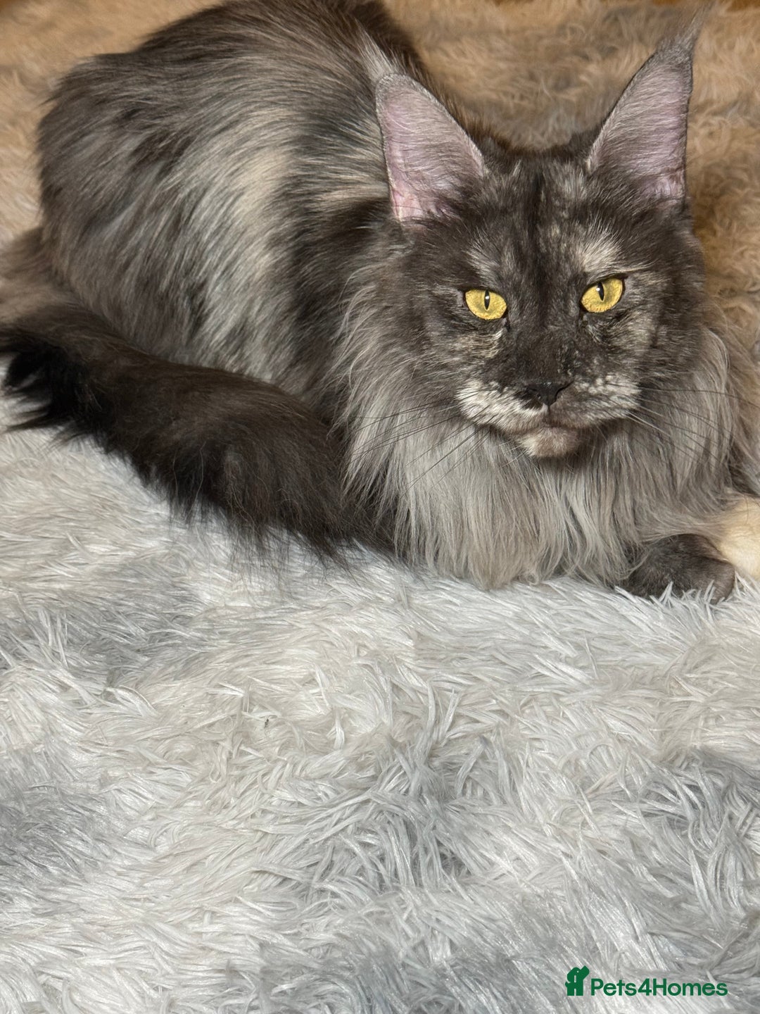 Maine Coon cats for sale: Champion line kittens, ready to reservation🥰 - Advert 9