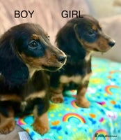 Dachshund dogs - Advert 7