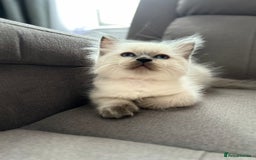 Ragdoll cats for sale: 😻 5 Beautiful Purebred Ragdoll Kittens 😻 - Image 18