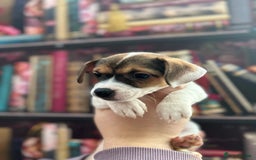 Jack Russell dogs for sale: **Traditional Jack Russell** - Image 6
