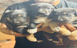Mixed Breed dogs for sale: 3 fluffy Shollie German Shepard x Boarder Collie - Image 28