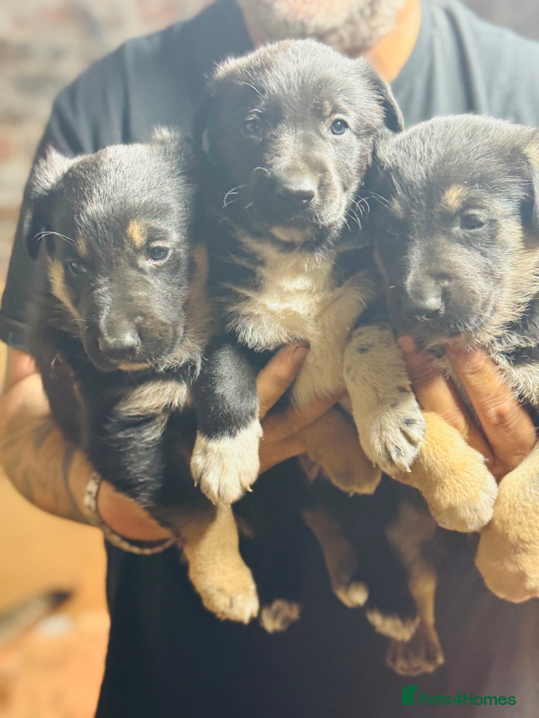 Mixed Breed dogs for sale: 3 fluffy Shollie German Shepard x Boarder Collie - Image 28