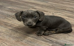 Dachshund dogs for sale: 🩶Silver miniature dachshunds litter READY TO GO🩶 - Image 23