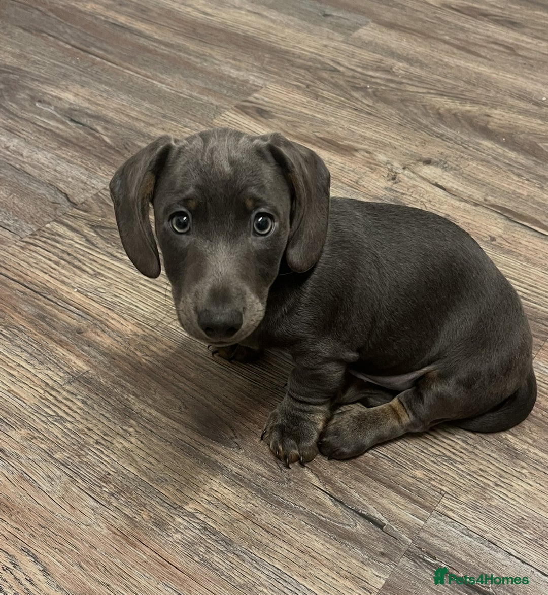Dachshund dogs for sale: 🩶Silver miniature dachshunds litter READY TO GO🩶 - Image 23