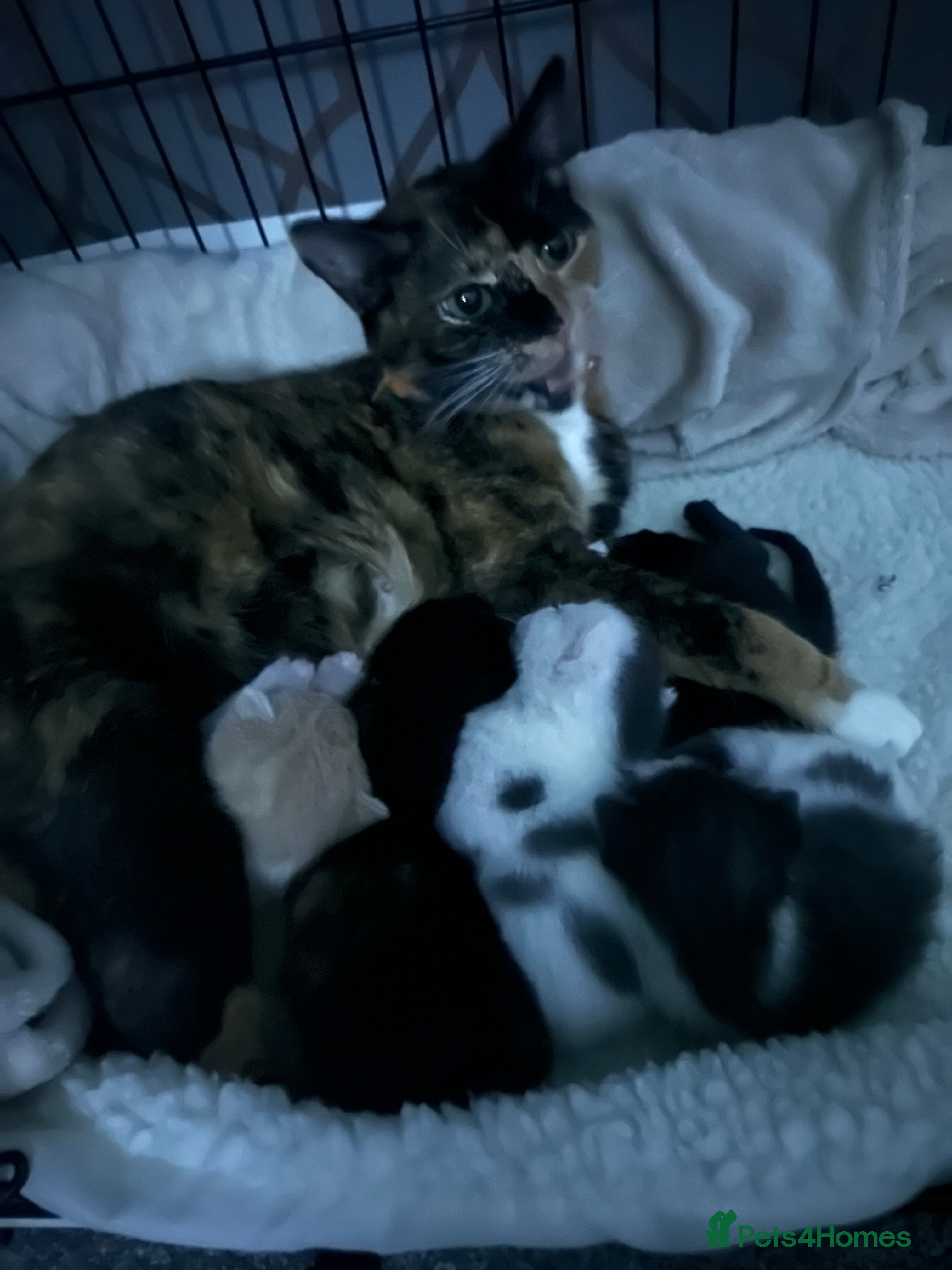 Mixed Breed cats Beautiful kittens  - Advert 1