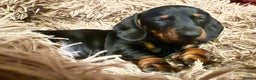 Dachshund dogs for sale: Standard Dachshund puppies  - Advert 10
