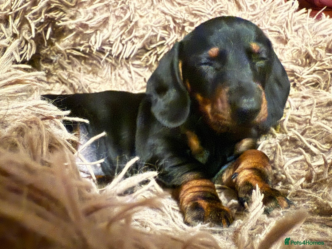 Dachshund dogs for sale: Smooth hair Dachshund puppies  - Image 9