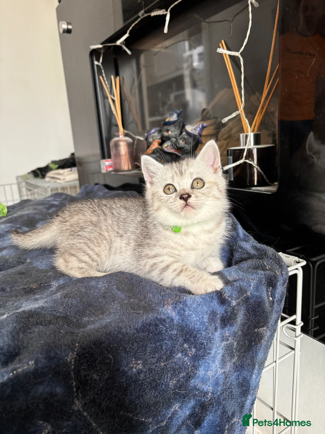 British Shorthair cats for sale: Tabby/spotted BSH kittens - Advert 2