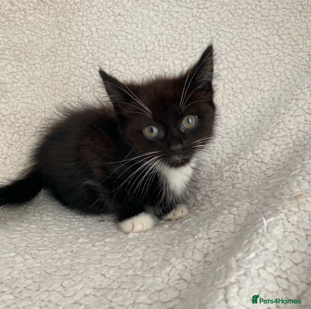Domestic Shorthair cats for sale: Fluffy Black and White Male Kitten  - Image 2