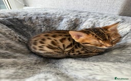 Bengal cats for sale: Bengal kittens. GONE. WAITING COLLECTION.  - Image 2