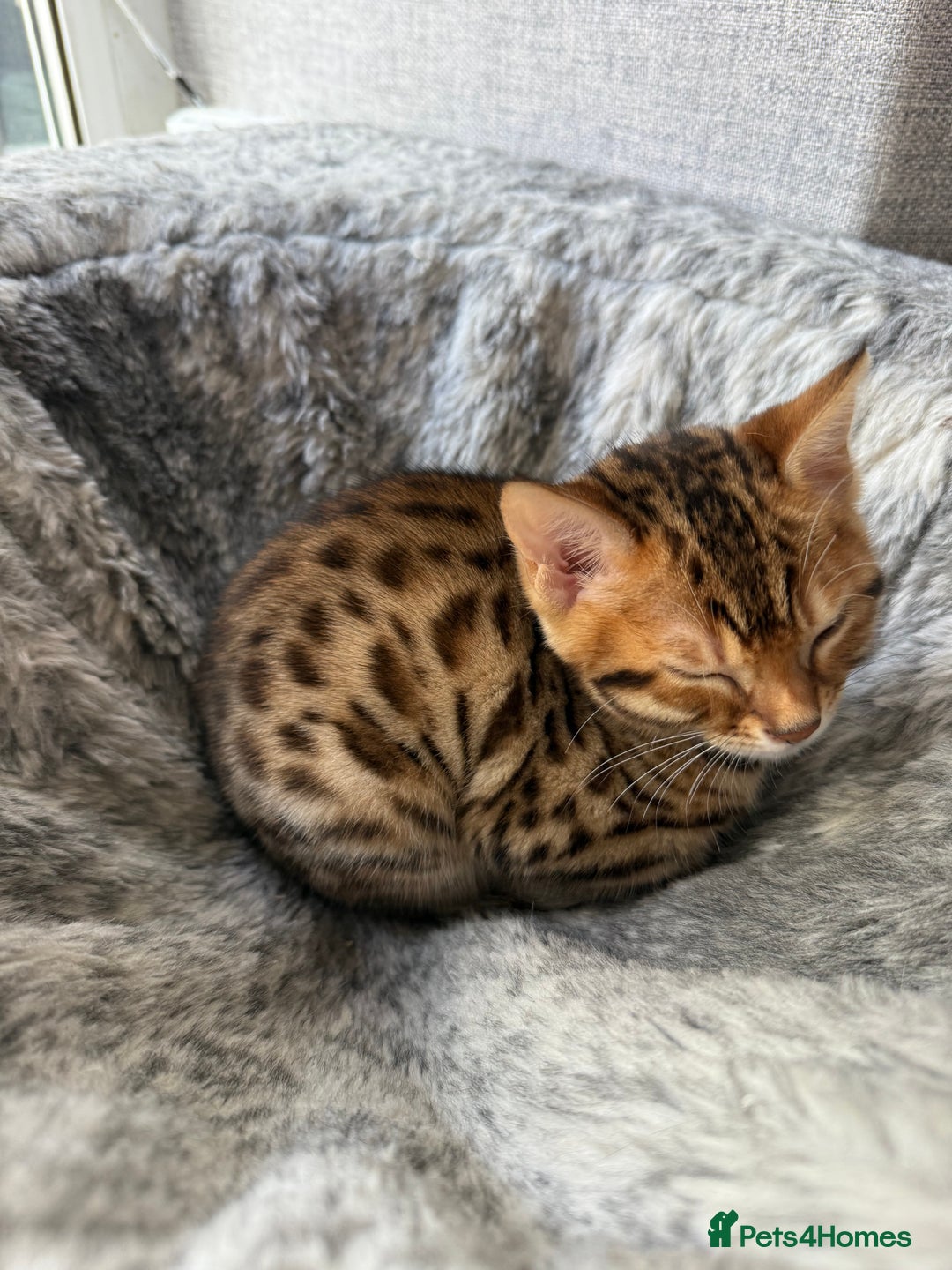 Bengal cats for sale: Bengal kittens. GONE. WAITING COLLECTION.  - Image 2