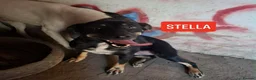 Mixed Breed dogs for adoption: Stella 🩷 in Dorchester - Advert 8