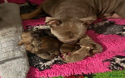 Olde English Bulldogge dogs for sale: Genetic Clear, Hip & Elbow Graded Breeding - Image 4