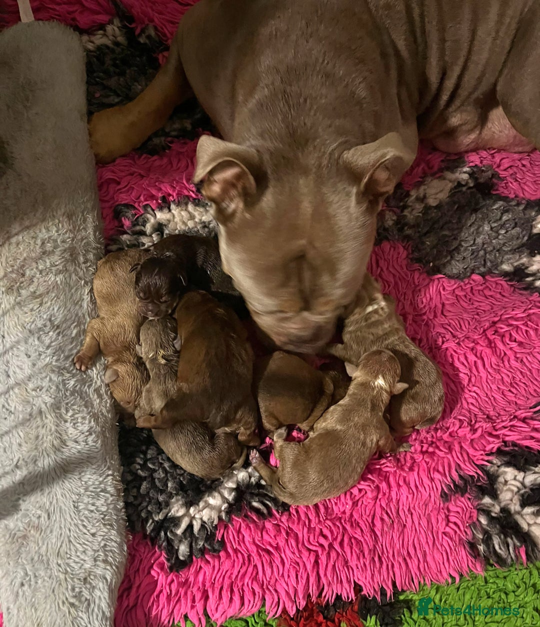 Olde English Bulldogge dogs for sale: Genetic Clear, Hip & Elbow Graded Breeding - Image 4