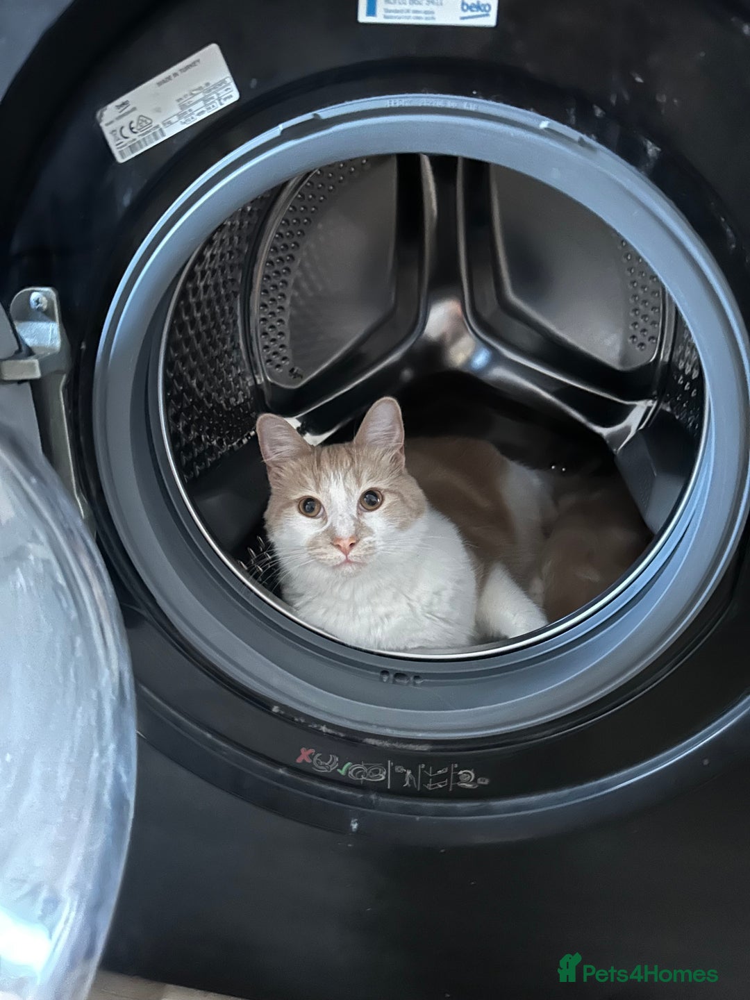 Mixed Breed cats for sale: Beautiful and affectionate 1 year old male - Advert 10