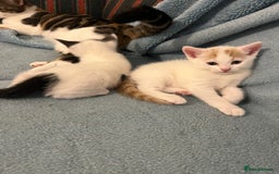 Mixed Breed cats for sale: Pretty kittens - Image 1