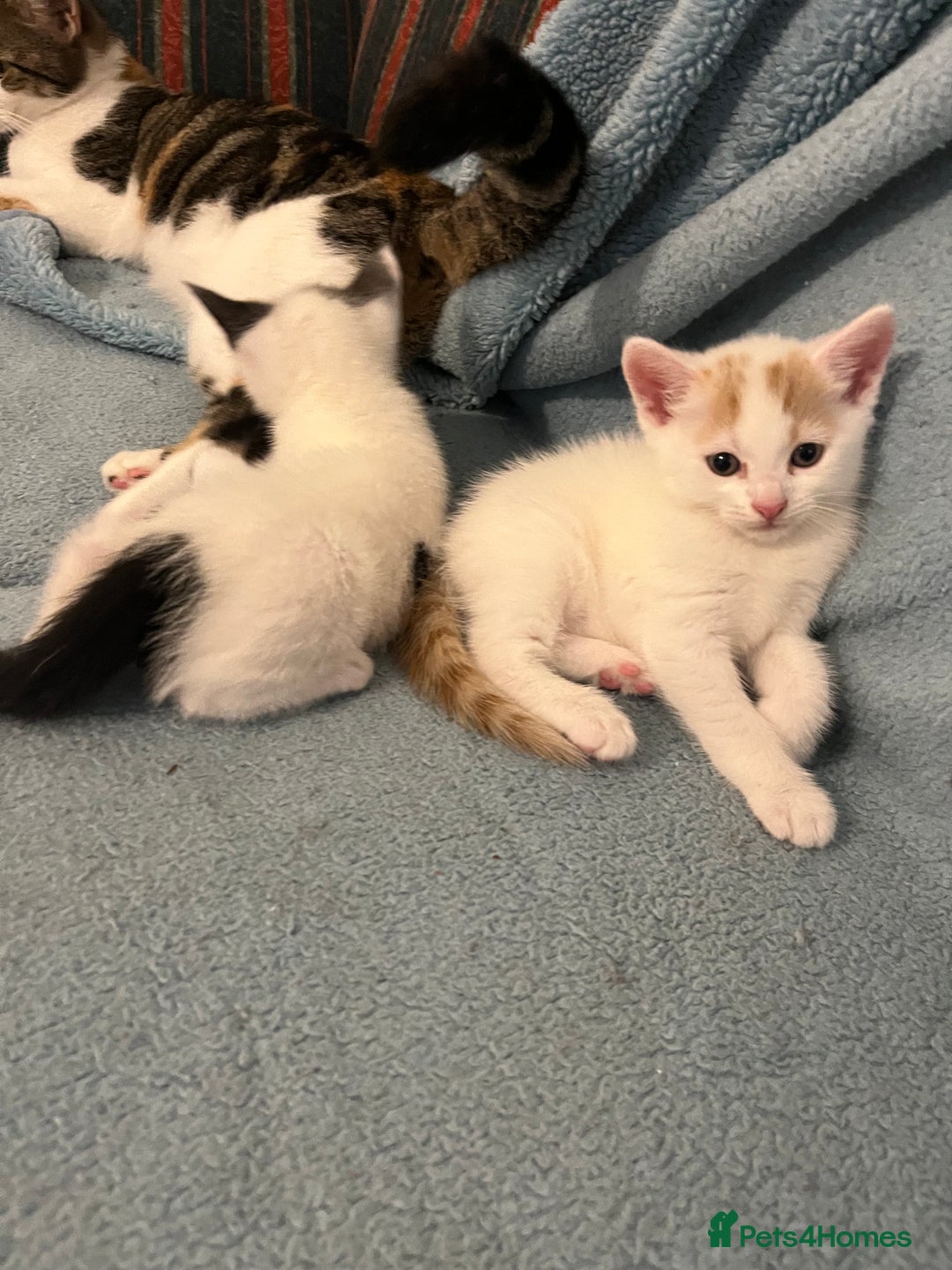Mixed Breed cats for sale: Pretty kittens - Image 1