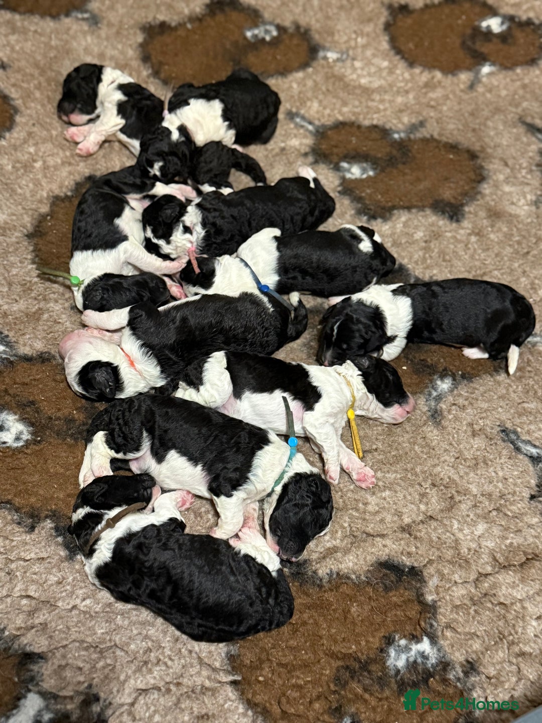 Sheepadoodle dogs for sale: Lovely Litter of F1 Sheepadoodles 5⭐️ license  - Image 4