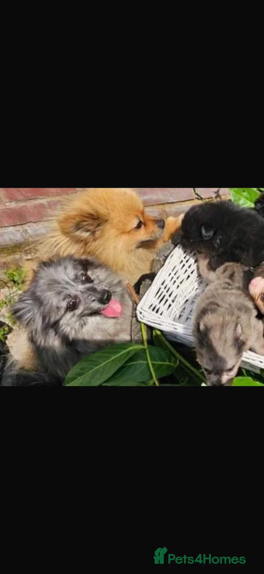 Pomeranian dogs for sale: Beautiful black Pomeranian Girl 🩷 - Advert 2