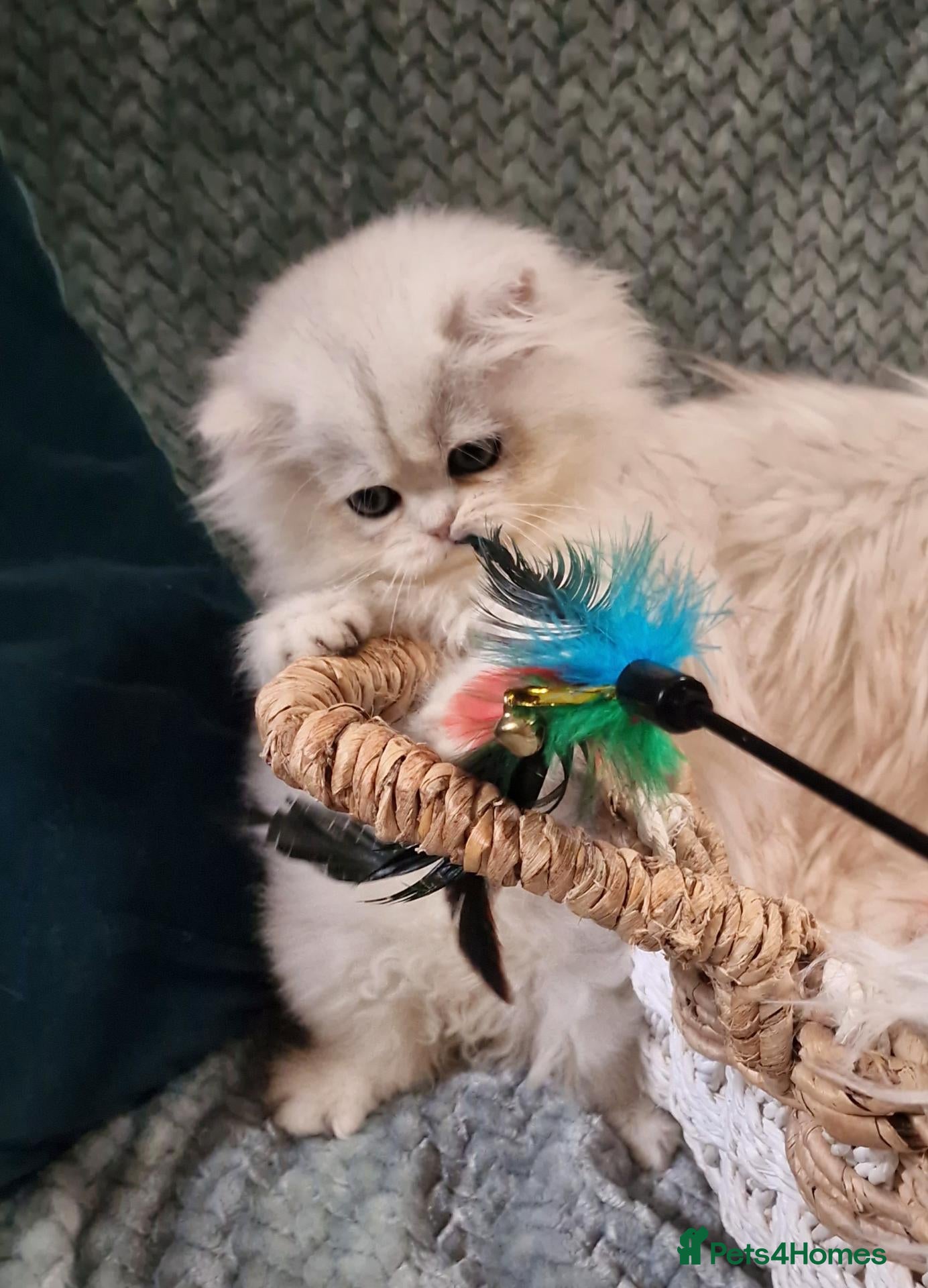 British Shorthair cats for sale: 💖TICA GOLDEN / GOLDEN POINT BSH & BLH KITTENS💖 - Advert 1