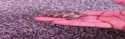 Hermann Tortoise reptiles for sale:  hermanns tortoise - Advert 3