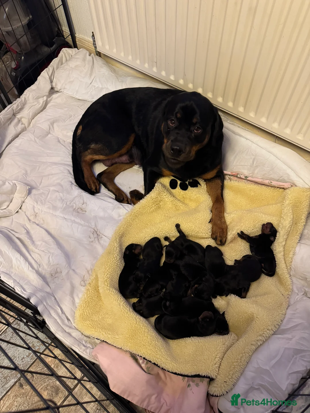 Rottweiler dogs for sale: Beautiful Rottweiler puppies for sale  - Advert 2