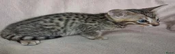 Savannah cats for sale: Super spotty F5 Savannah kittens - Advert 13