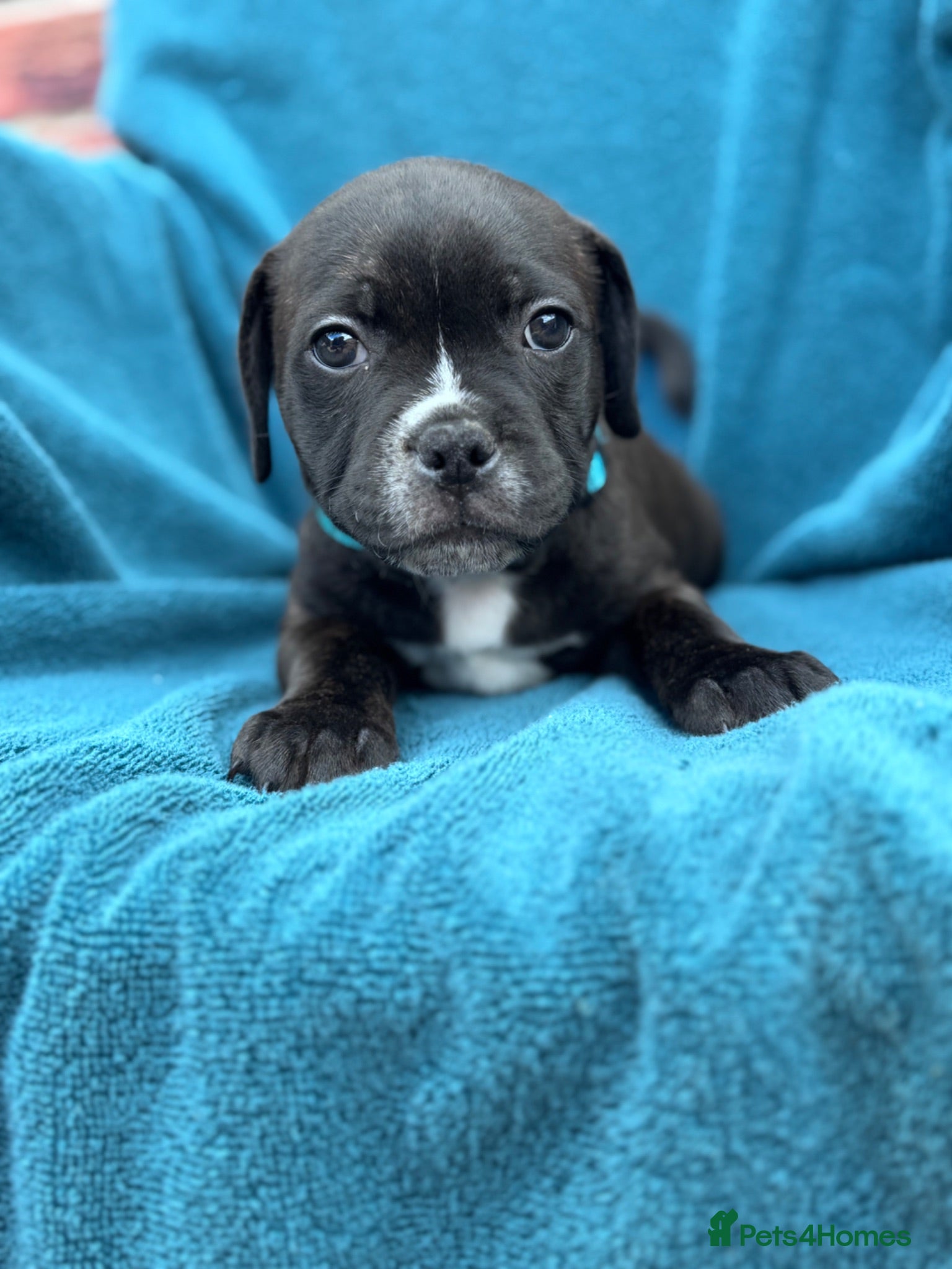 Staffordshire Bull Terrier dogs KC Staffordshire Bull Terrier - Advert 4