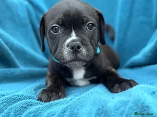Staffordshire Bull Terrier dogs KC Staffordshire Bull Terrier - Advert 4