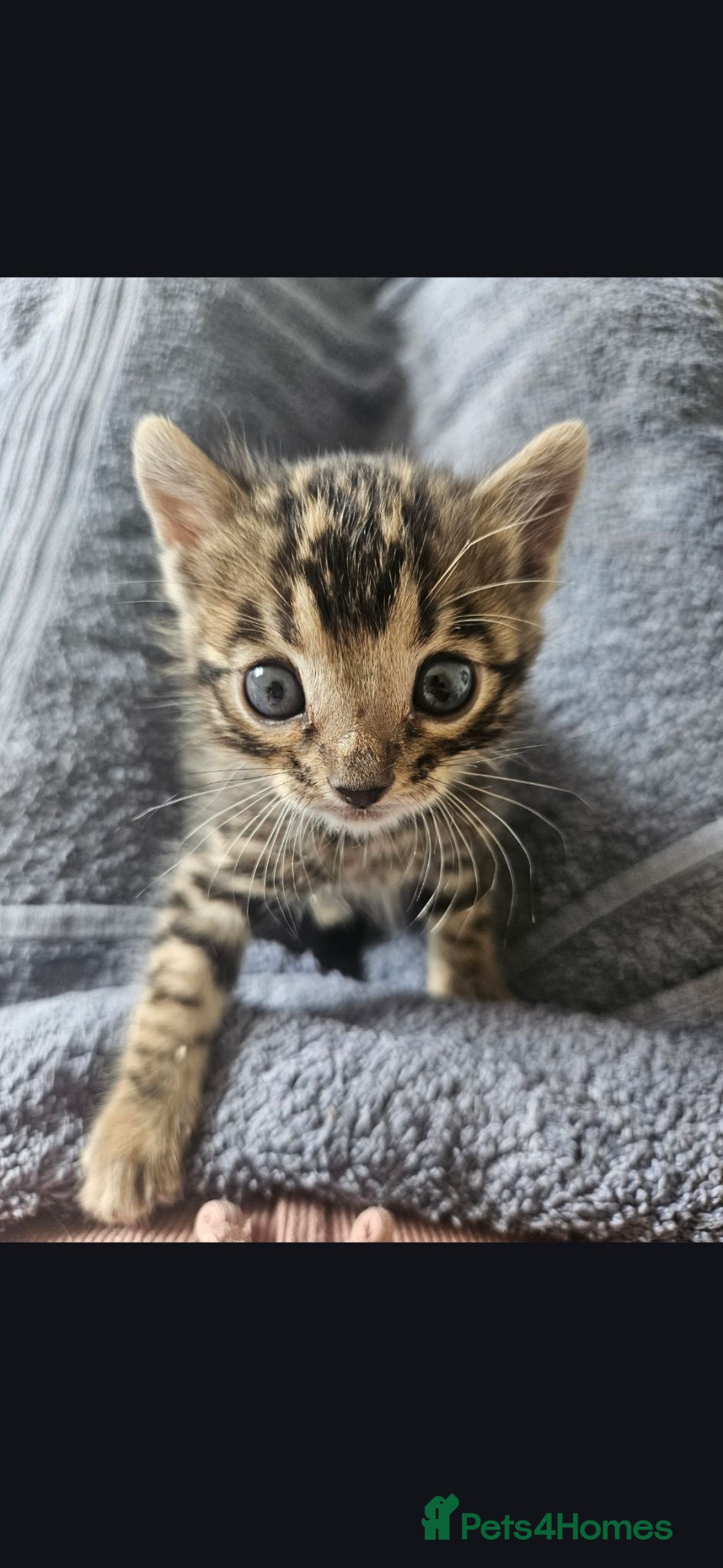 Bengal cats Tica registered brown bengal - Advert 4