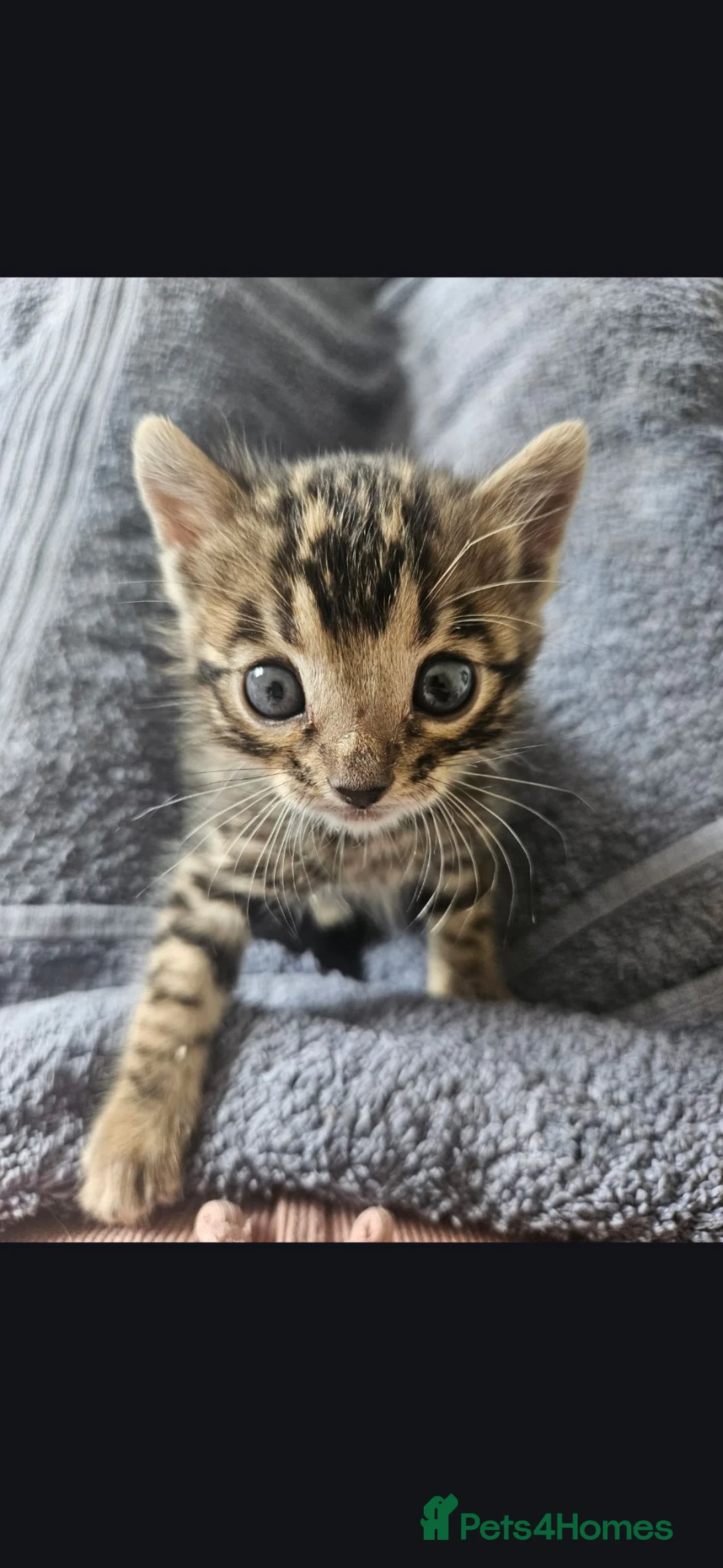 Bengal cats for sale: Tica registered brown bengal - Advert 1