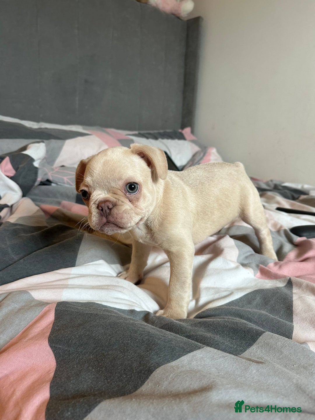 French Bulldog dogs for sale: Male French Bulldog puppy  - Image 4