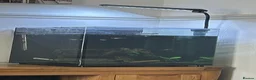 Danios fish for sale: Tank and fish  in Scarborough - Advert 2