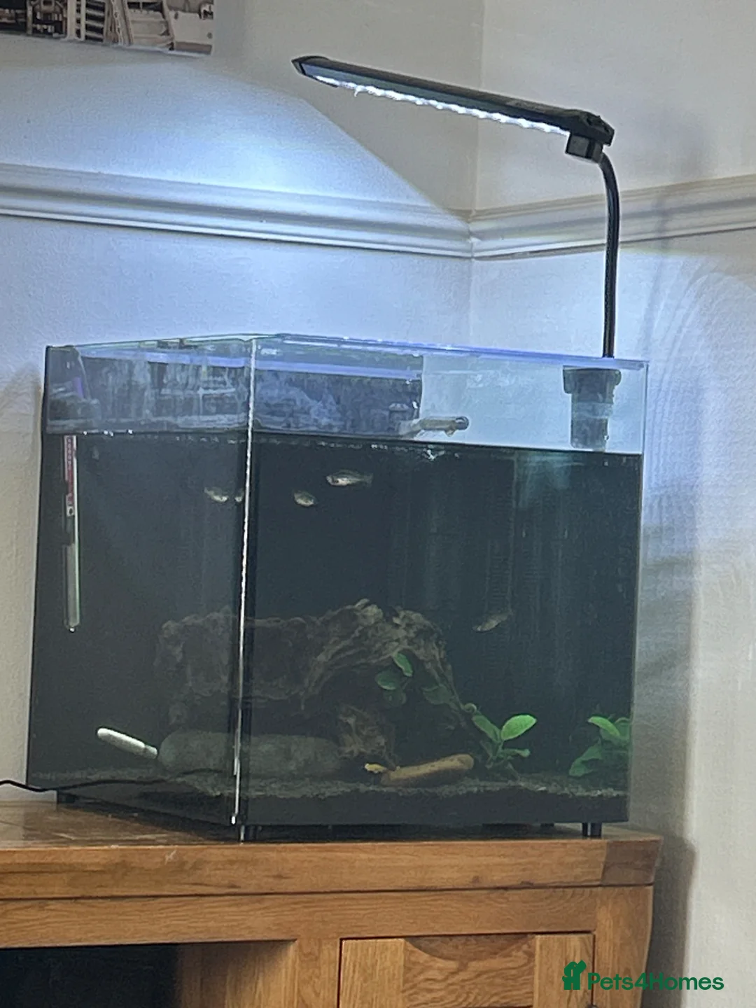 Danios fish for sale: Tank and fish  in Scarborough - Advert 2