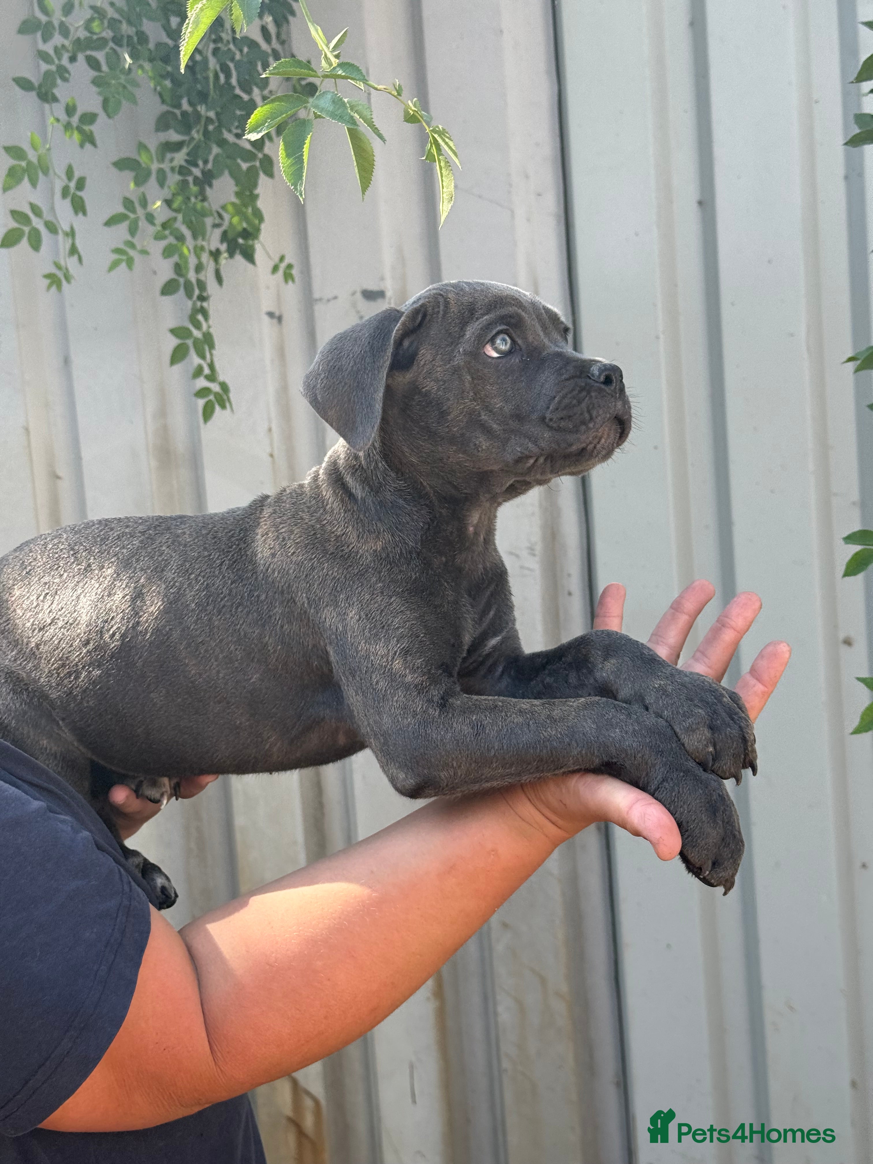 Cane Corso dogs Last 3 left looking for their forever 🏡!🥰 - Advert 2