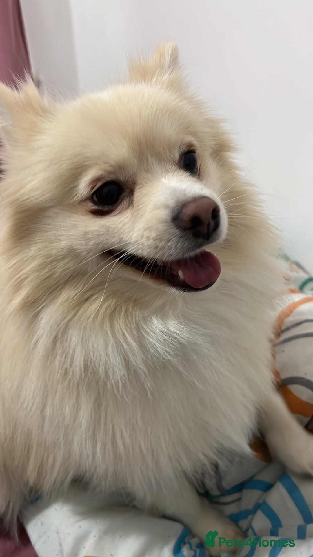 Pomeranian dogs for stud:  JAX – Valentine’s Day Gentleman” - Advert 6