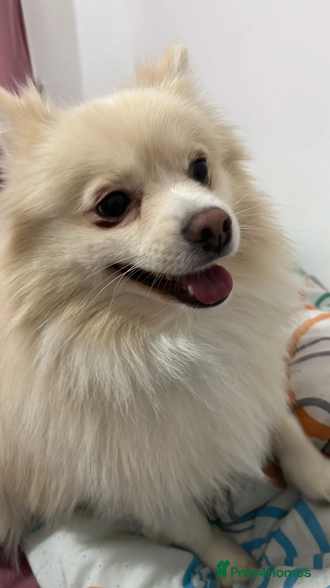 Pomeranian dogs for stud: Pomeranian - Advert 3