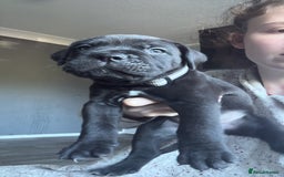 Mixed Breed dogs for sale: Reduced 1 boy left  £600       cane corso cross  - Image 8