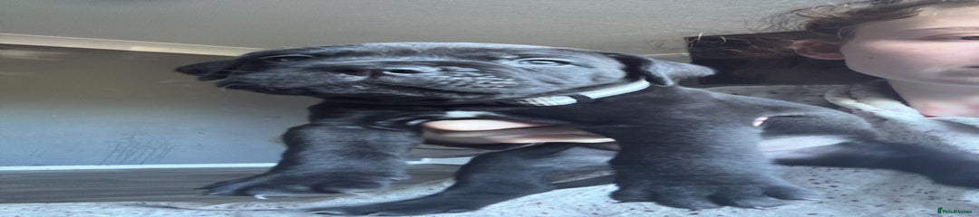 Full black boy mixed breed 